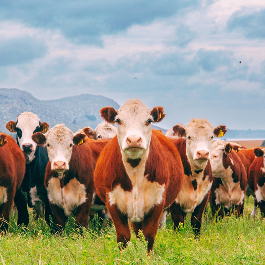 Tallow is having a Renaissance